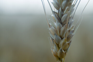 Organic wheat is grown in the fields of the farm. close-up photo of wheat. world concept of organic production