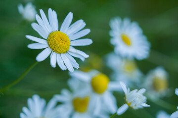 Macro photo of wild chamomile growing in the field. background texture wildflowers