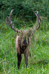 bull elk with grass in antlers