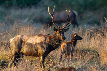muddy Roosevelt bull elk with cows
