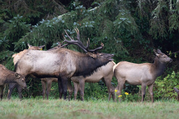 coastal Roosevelt bull with cows