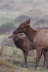 Roosevelt cow and calf in tender moment