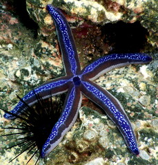 Costa Rica Pacific sea life