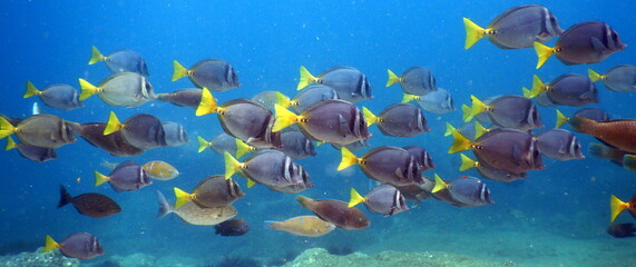 Fototapeta na wymiar Costa Rica Pacific sea life