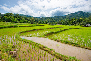 Fototapeta na wymiar Terrace Green Rice Field in Rainy Season at Mae Klang Luang Hill Tribe Village, Doi Inthanon Mountain, Chiangmai, Thailand