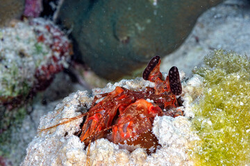 A picture of a giant mantis shrimp