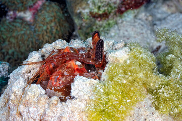 A picture of a giant mantis shrimp
