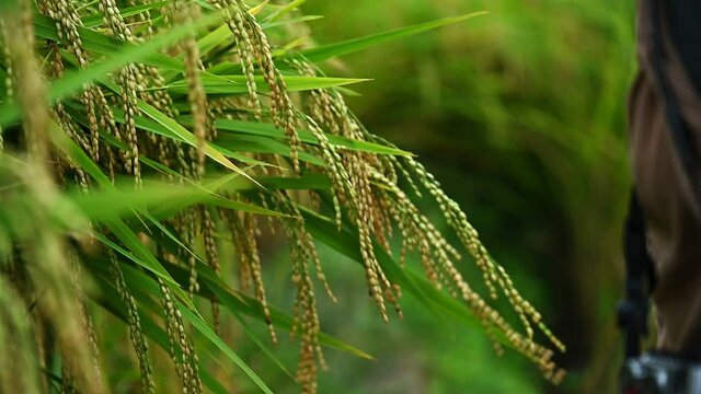 Woman hand touching mature seed heads of Oryza sativa (or Asian rice) growing in rice paddy field in Thailand.