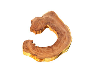 Cross section of a tree