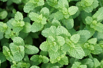 Kitchen Mint, Marsh Mint background, marsh mint or melissa officinalis trees 