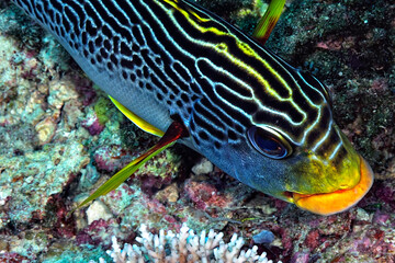 A picture of a sweetlips fish
