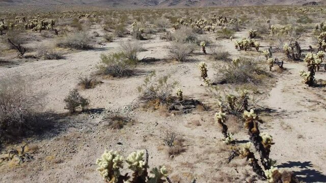 Joshua Tree National Park