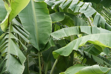 Banana leaves on isolated white background