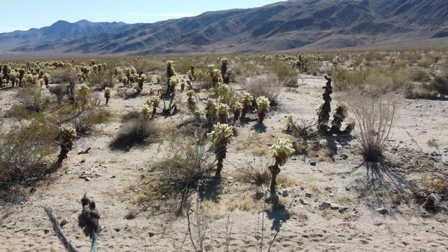Joshua Tree National Park