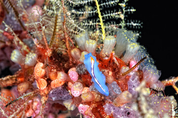 The beautiful colors of nudibranches