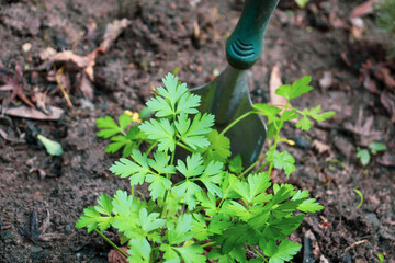 garden bed with parsley