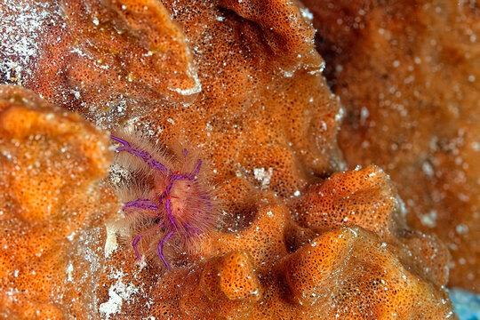 A beautiful hairy squat lobster