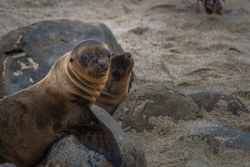  2021-07-09 A BABY SEA LION PUP ON THE ROCKS NEAR THE LA JOLLA COVE