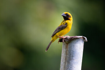 Asian Golden Weaver (Male) perched on steel pipein the garden of thailand