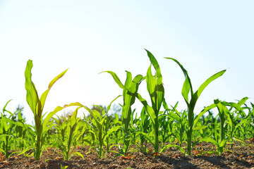 Young green corn plants growing on the field. Agricultural landscape.