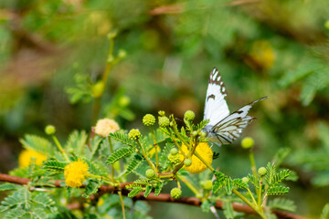 Striped albatross