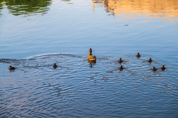 A family of ducks, a duck and its little ducklings are swimming in the water. The duck takes care of its newborn ducklings. Mallard, lat. Anas platyrhynchos