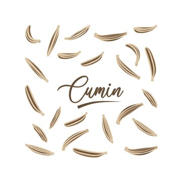Vector illustration, cumin (Cuminum cyminum) isolated on white background.