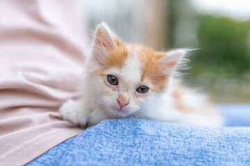 Small beautiful blue-eyed kitten on the lap of a girl, close-up.