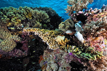 Fototapete bei efototapeten.de bestellen   