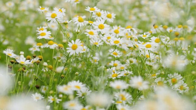 Chamomile flowers field. Extracts of scented mayweed have been used in pharmaceutical. Pharmaceutical camomile. Chamomilla Recutita L.