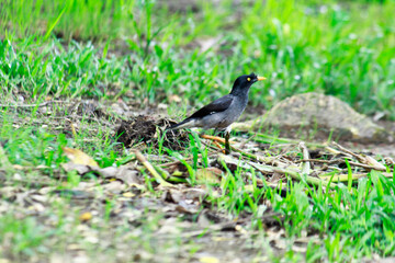 red winged blackbird