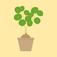 stephania erecta craib in a pot