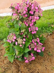 The pink flower I took while I was taking a walk.