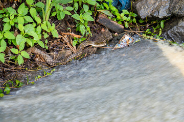 camouflage snake at the stream waiting to catch the fishes in raining season.