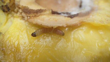 Wormy fruit. A peach infested with a larva. The worm inside the peach.  - Powered by Adobe