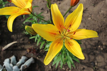 a blooming yellow lily flower with buds
