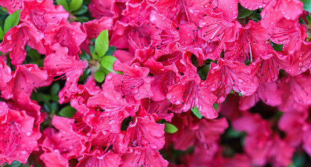Blooming red azalea flowers with dew drops in spring garden. Gardening concept. Floral background