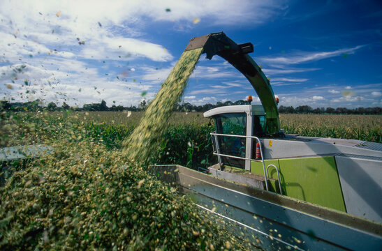 Large Combine Harvester Harvesting Maize Crop