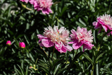pink flowers