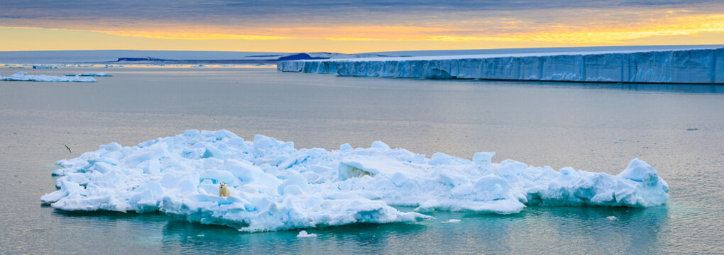 Panoramic, Polar bear (Ursus maritimus) stranded on pack ice, Svalbard, Norway