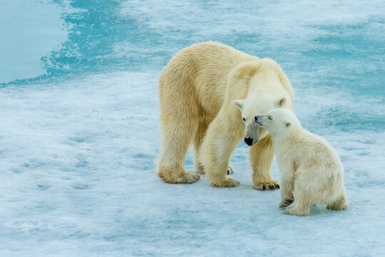 Polar bear (Ursus maritimus) mother and cub on pack ice, Svalbard, Norway