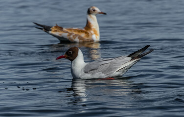 country goose swimming