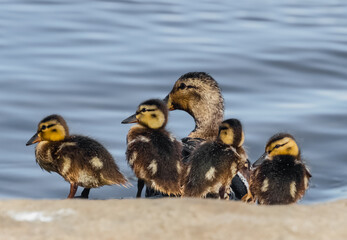 two yellow ducklings