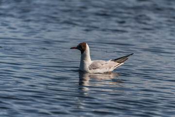 goose on the water