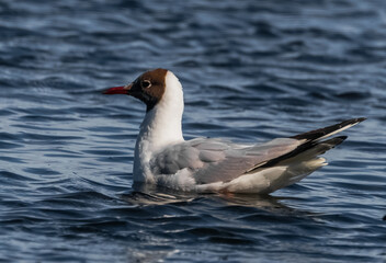 seagull on the water