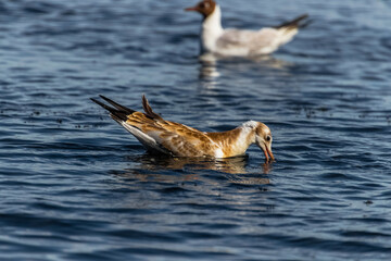 gull in the water