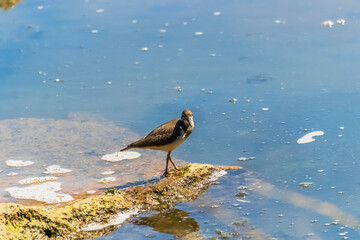 seagull on the beach