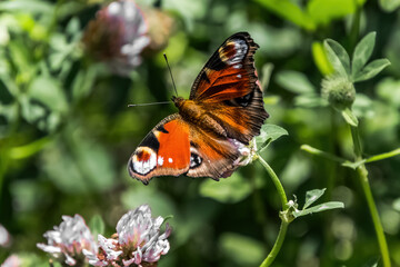 butterfly on flower