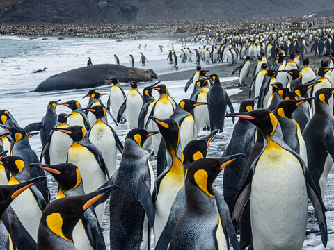 Southern Elephant Seals (Mirounga leonina) and King Penguins (Aptenodytes patagonicus) gather along the shoreline at St. Andrews Bay, South Georgia