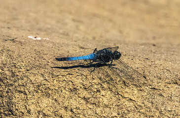dragonfly on a rock